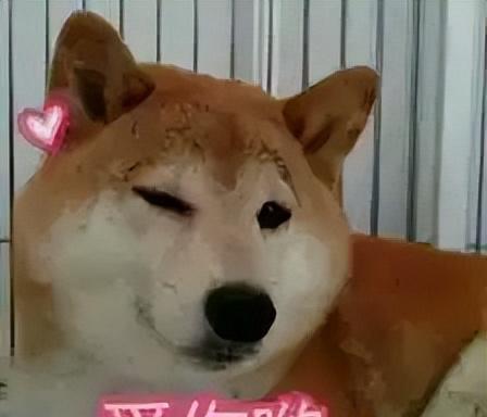 倍悦网 狗狗的内心独白无非就这几句话，养狗的你最好看看