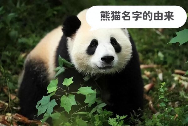 宏泰证券 熊猫名字的由来，你真的了解吗？看完涨知识了！建议收藏