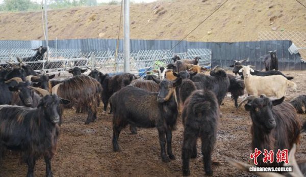 公牛配资 （乡村行·看振兴）山西长子：羊业崛起 年入百万带动村民增收
