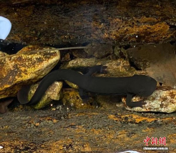 星迈网 安徽师范大学动物学团队发现肥螈属新成员